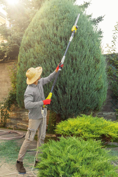 How Our Tree Care Process Works  in Dos Palos, CA